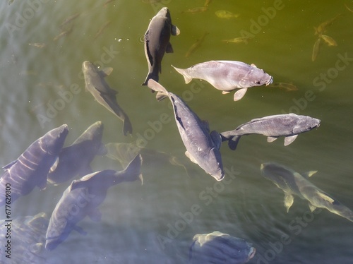 carps in the pond, Eurasian or European common carp