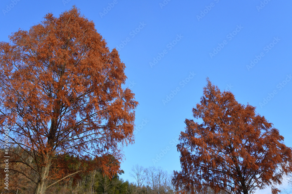 Trees with red leaves and blue sky Trees with red leaves and blue sky