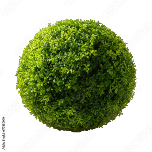 Topiary Ball on Display Isolated on Transparent or White Background, PNG photo