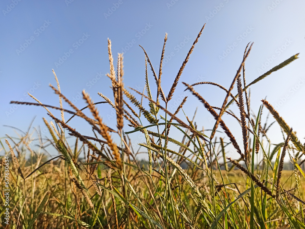 dry golden herbs on a wild field dry golden herbs on a wild field
