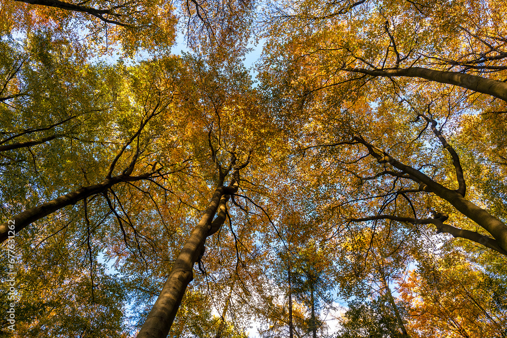 Herbst-Impression: Laubbäume im Wald