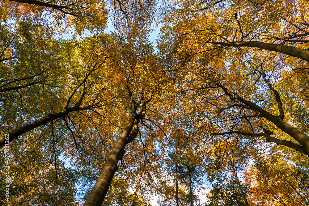 Herbst-Impression: Laubbäume im Wald Herbst-Impression: Laubbäume im Wald