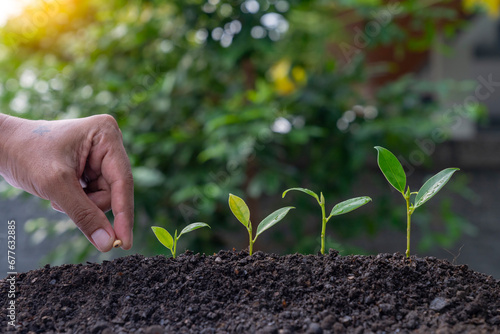 The hand that is planting a tree photo