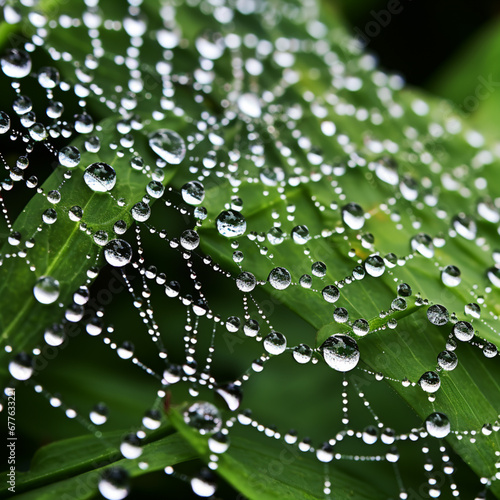 A spider web covered in a myriad of dewdrops, enhancing the complexity of its construction. 