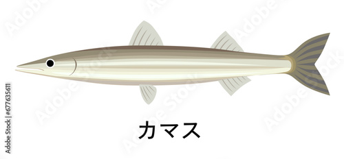 カマスのイラスト