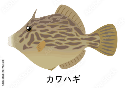 カワハギのイラスト