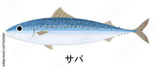 サバのイラスト