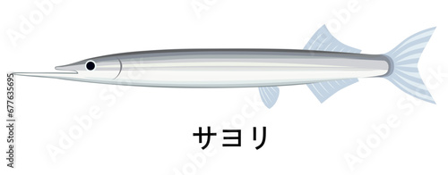 サヨリのイラスト