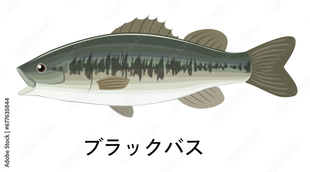 ブラックバスのイラスト ブラックバスのイラスト