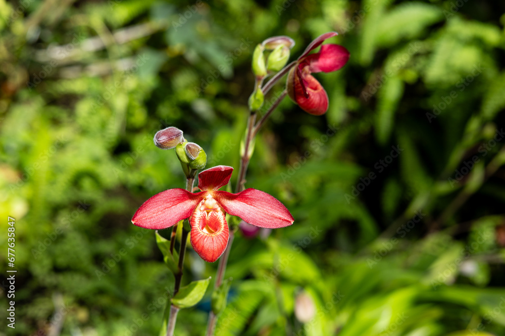 Tropical plant Phragmipedium Memoria Dick Clements flower. Tropical plant Phragmipedium Memoria Dick Clements flower.