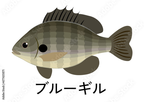 ブルーギルのイラスト