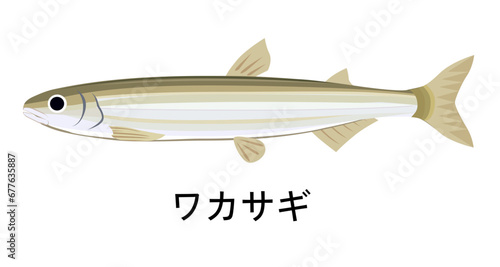 ワカサギのイラスト