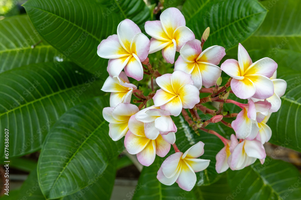 Plumeria flowers are a tropical plant with a very pleasant scent. Plumeria flowers are a tropical plant with a very pleasant scent.