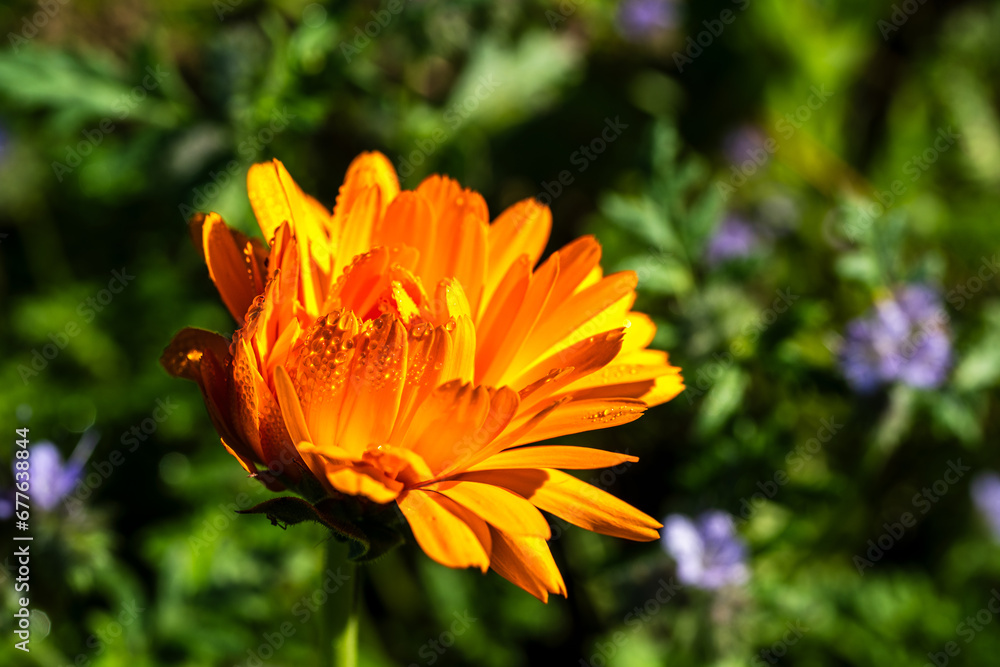 Beautiful marigold in a meadow