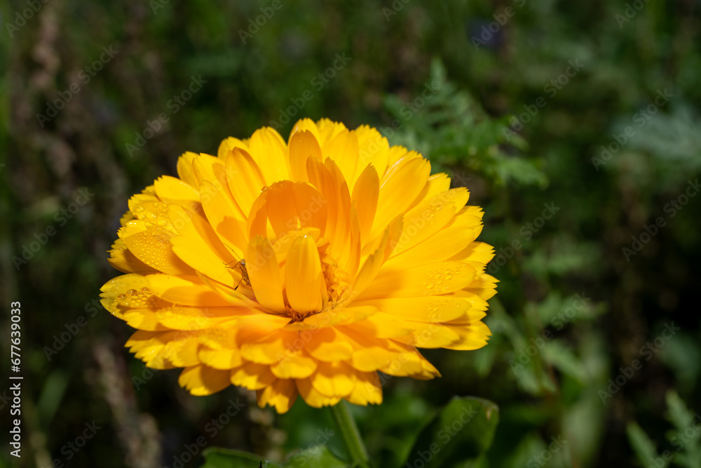 Beautiful marigold in a meadow Beautiful marigold in a meadow