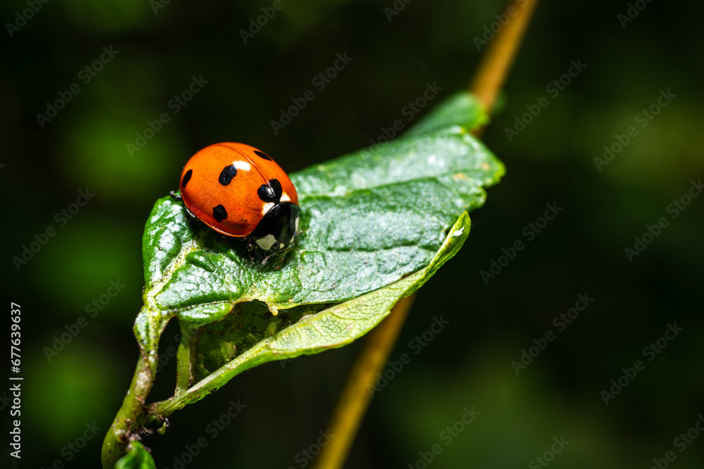 Fototapeta premium A beautiful ladybug on a leaf