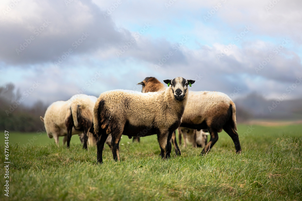 Cameroon sheeps on the dike in the Netherlands Cameroon sheeps on the dike in the Netherlands