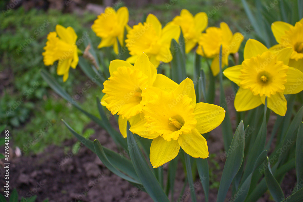Yellow daffodils in the garden. Spring narcissus Yellow daffodils in the garden. Spring narcissus