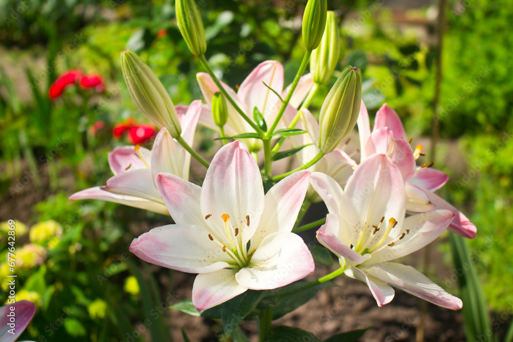 White and pink lilies. Bouquet lilies. Summer flowers