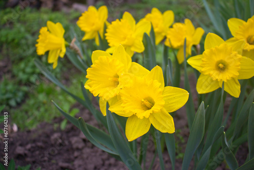 Yellow daffodils in the garden. Spring narcissus