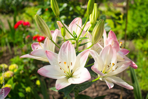 White and pink lilies. Bouquet lilies. Summer flowers