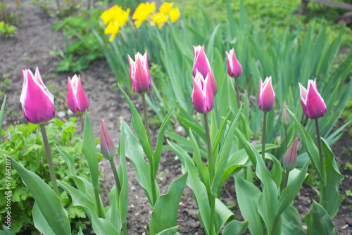 Pink tulips in spring. Tulips in the garden