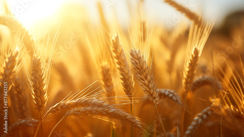 A yellow ripened barley field under the warm sunlight