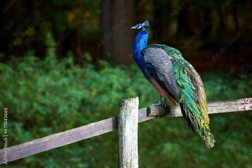 A beautiful blue peacock perched on a wooden fence A beautiful blue peacock perched on a wooden fence