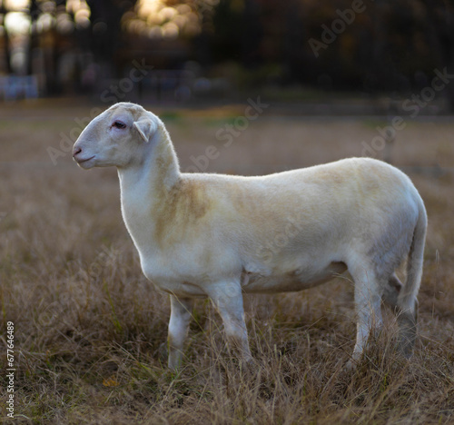 Sheep ewe on an autumn pasture