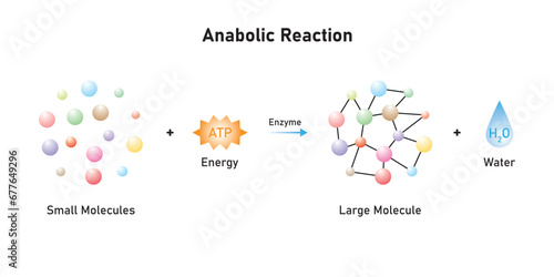 Anabolic Reactions (Anabolism) Scientific Design. Vector Illustration. photo