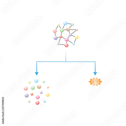 Catabolic Reactions (Catabolism) Scientific Design. Vector Illustration.