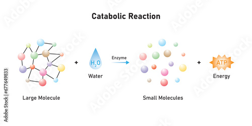 Catabolic Reactions (Catabolism) Scientific Design. Vector Illustration.
