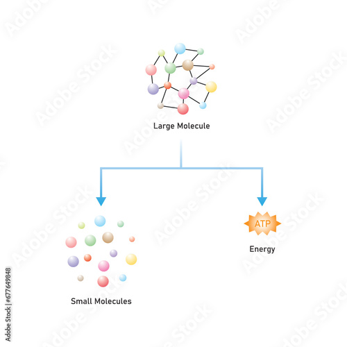 Catabolic Reactions (Catabolism) Scientific Design. Vector Illustration.