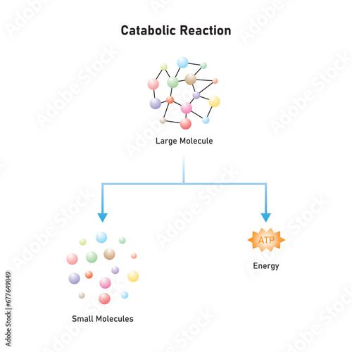 Catabolic Reactions (Catabolism) Scientific Design. Vector Illustration.