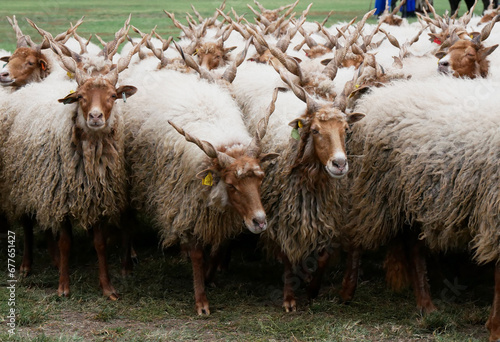 Sheep at Hortobagy in Hungary photo