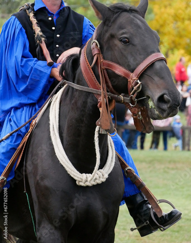 Black horse at hortobagy in hungary © majorosl66