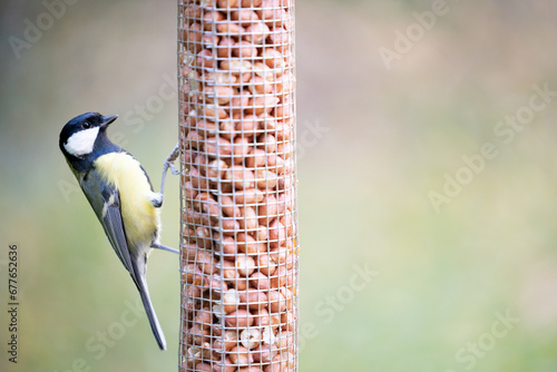 Great Tit (parus major) on a garden peanut bird feeder. Yorkshire, UK in Autumn