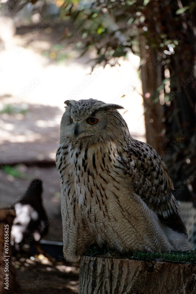 Close up of a Snowy owl (Bubo scandiacus), isolated on natural background in captivity in a demonstration of birds of prey. Close up of a Snowy owl (Bubo scandiacus), isolated on natural background in captivity in a demonstration of birds of prey.
