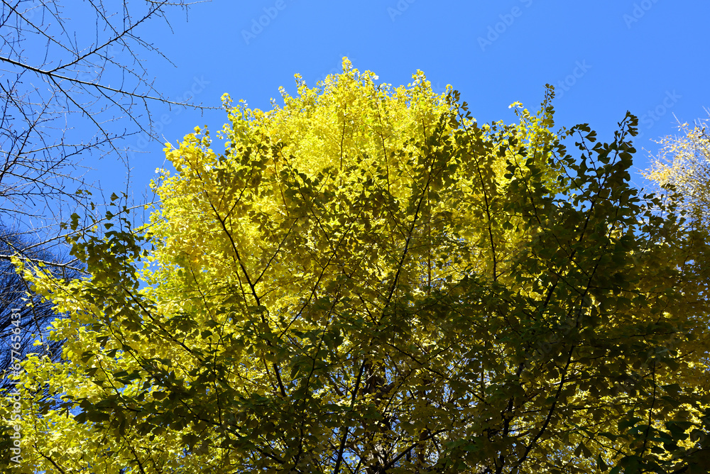 Gingko rees with yellow leaves and blue sky Gingko rees with yellow leaves and blue sky
