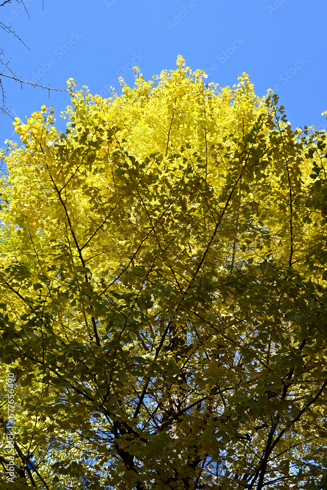 Fototapeta premium Gingko rees with yellow leaves and blue sky