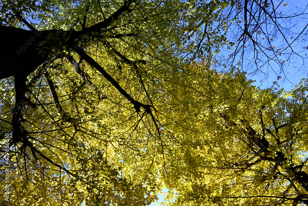 Fototapeta premium Gingko rees with yellow leaves and blue sky