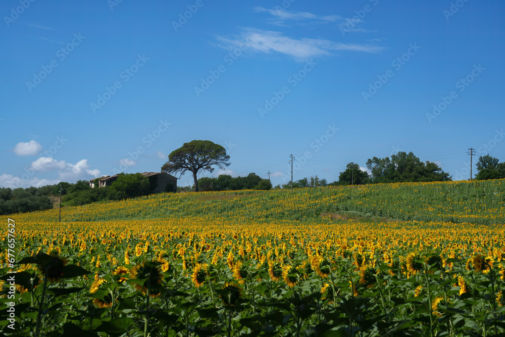 Sunflowers in Val Teverina near Castiglione, Lazio, Italy