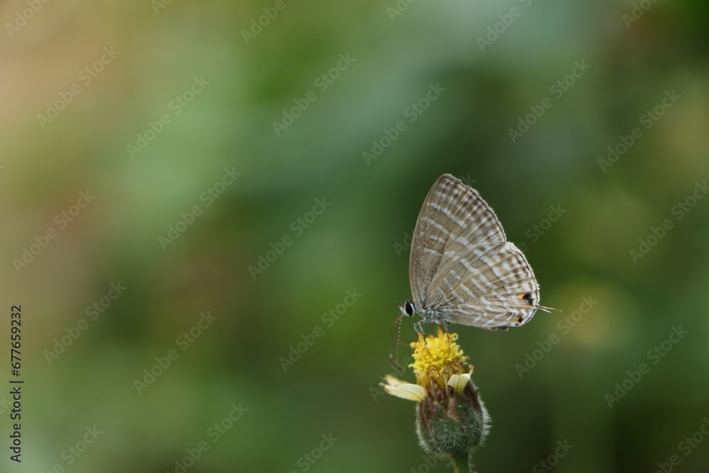 Fototapeta premium butterfly on a flower