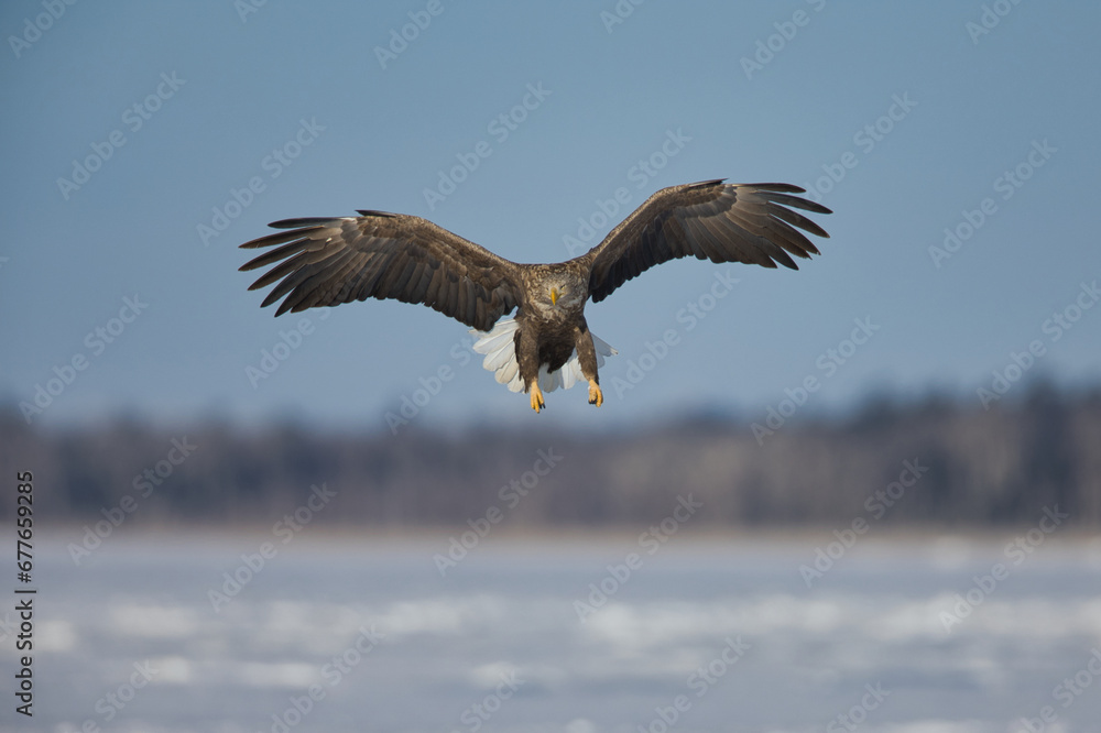 Naklejka premium sea eagle