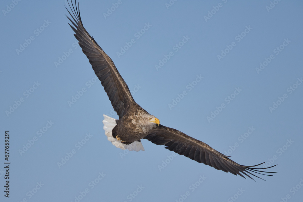 Fototapeta premium sea eagle