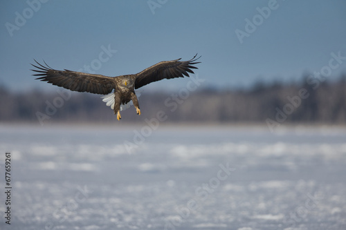 sea eagle photo