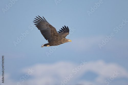 sea eagle © 鮎 川村