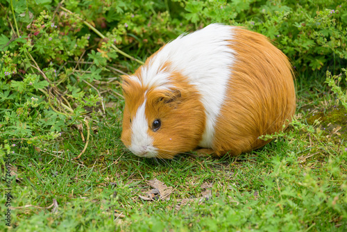 A beautiful guinea pig in the garden