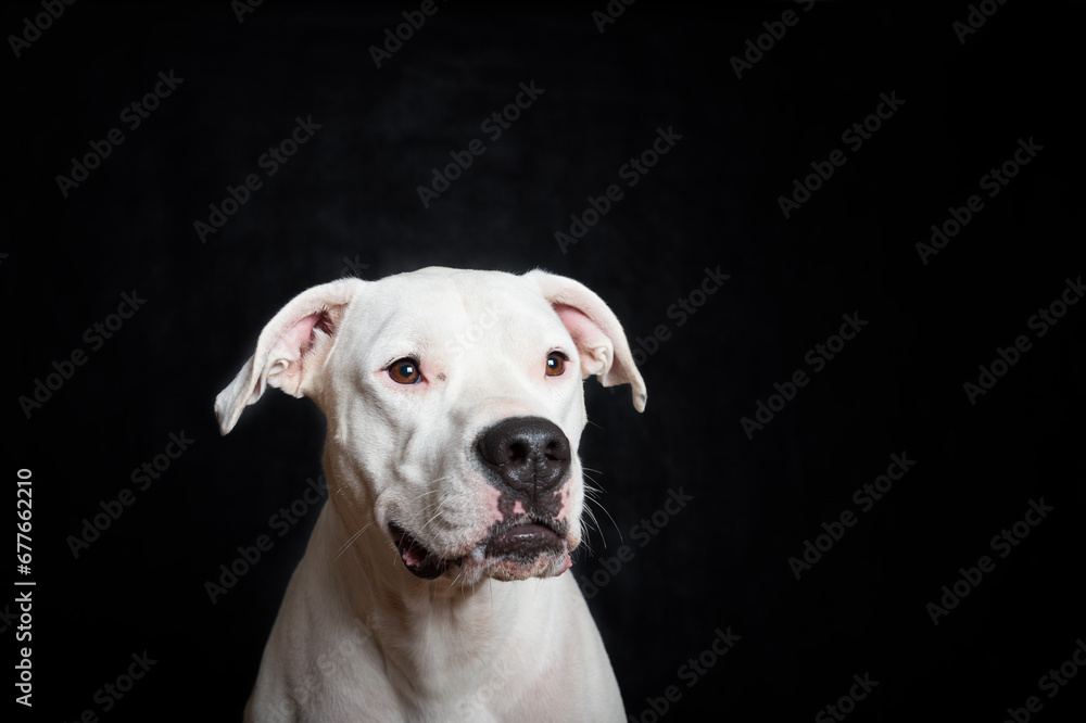 Porträt eines Dogo Argentino vor schwarzem Hintergrund