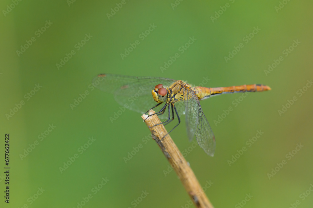 A vagrant darter dragonfly resting on a plant A vagrant darter dragonfly resting on a plant
